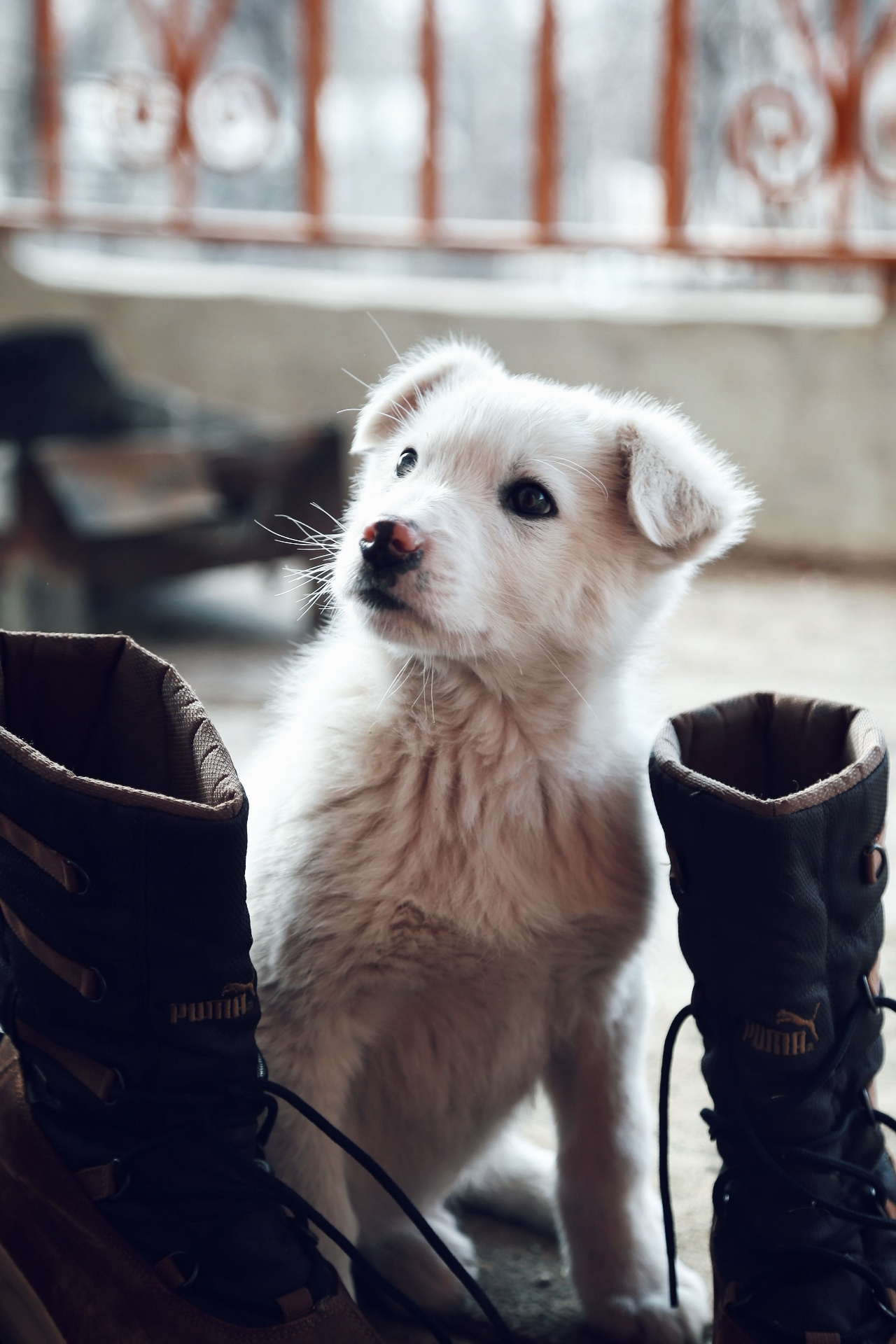 A soft, sunlit puppy curled up — the kind of moment families dream about